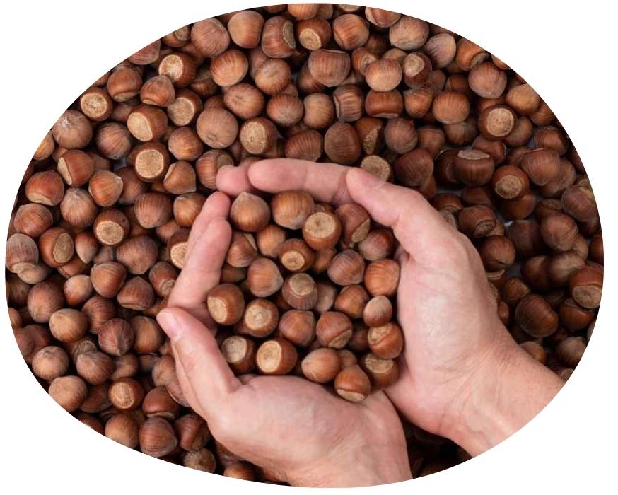 nocciole-di-qualità-donwis-artal-tonda
