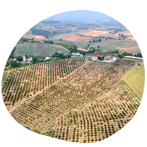 territorio-azienda-agricola-donwis-artal